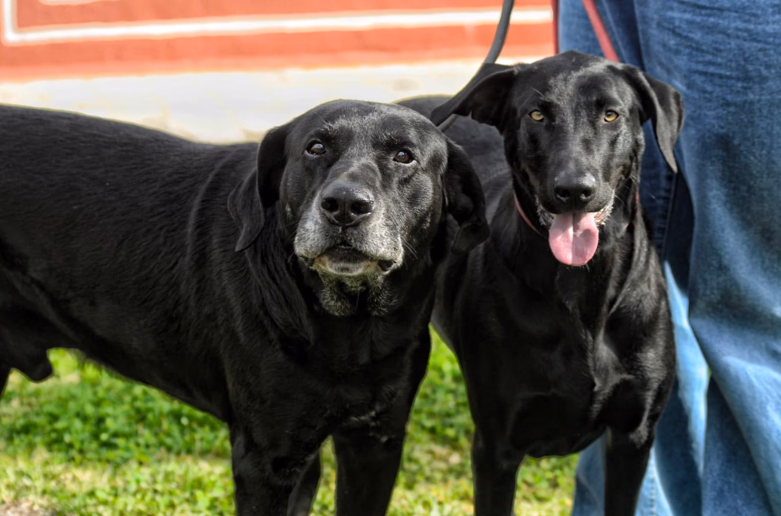 (Fotos) El 'ca de bestiar' protagonista este domingo en Alaior