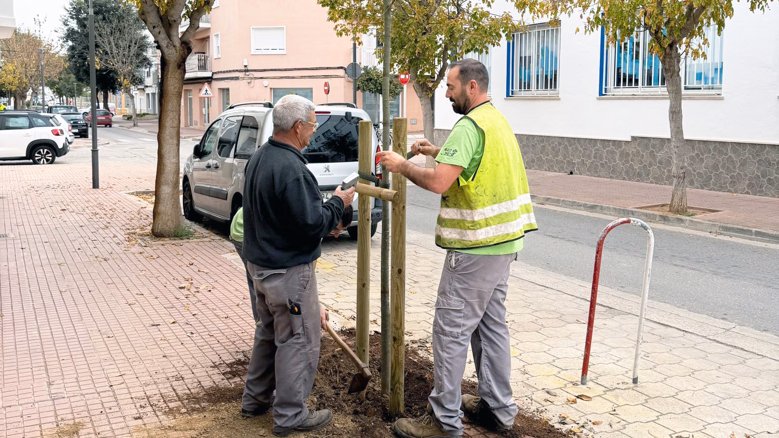 (Fotos) El Ajuntament de Ciutadella siembra 52 nuevos árboles