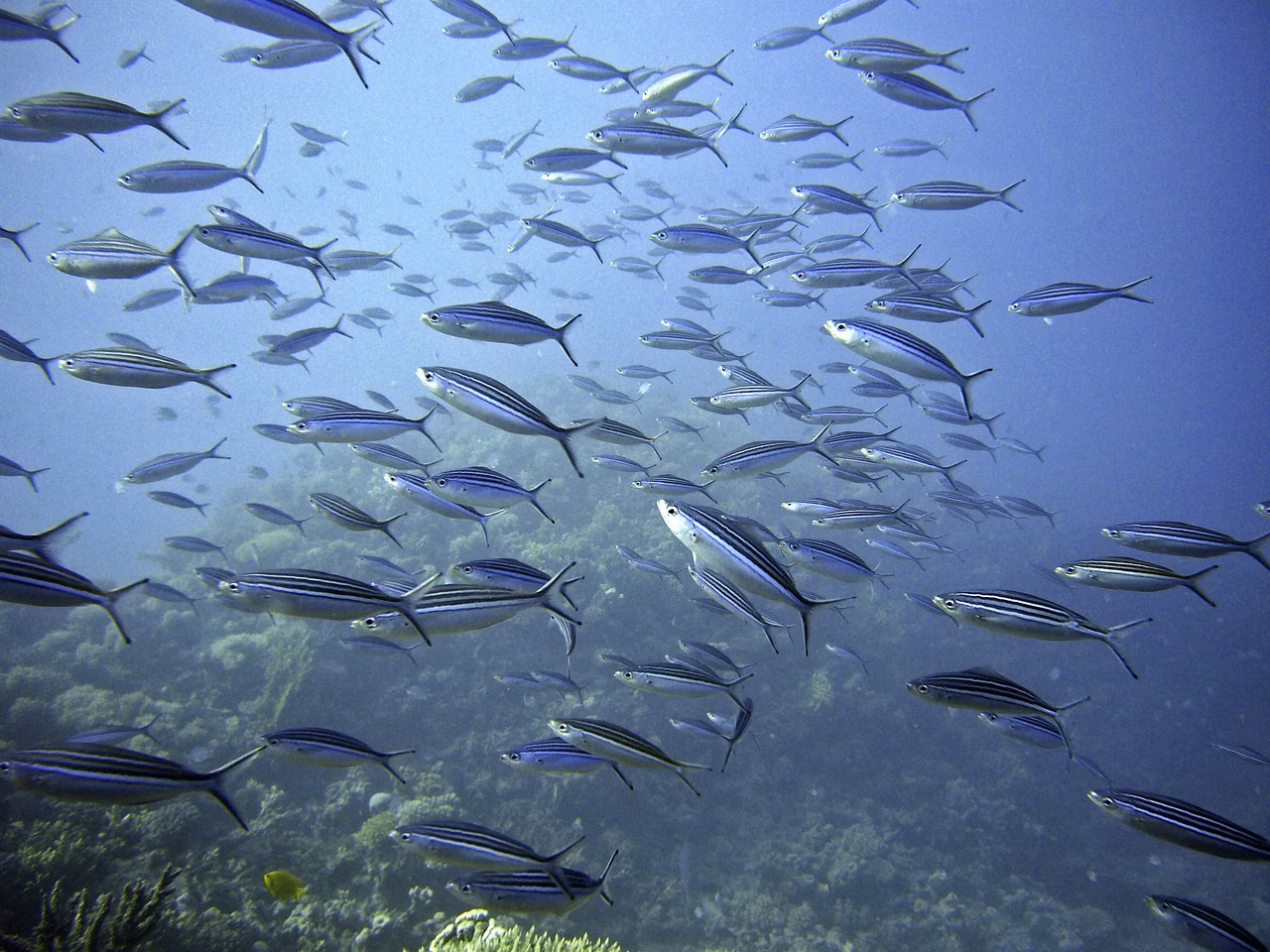 El "Foro Marino" llega a Menorca