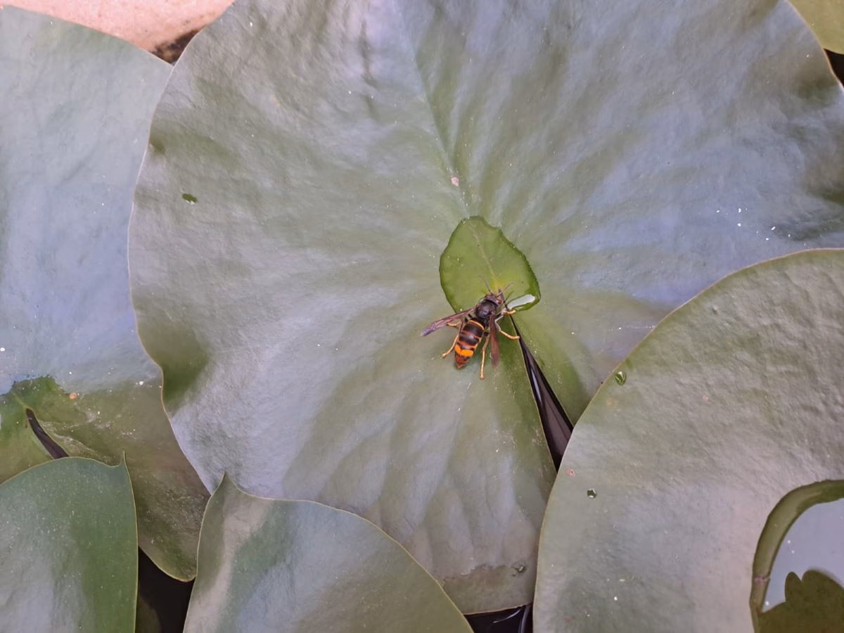 Colaboración ciudadana para frenar la expansión de la avispa asiática en Baleares