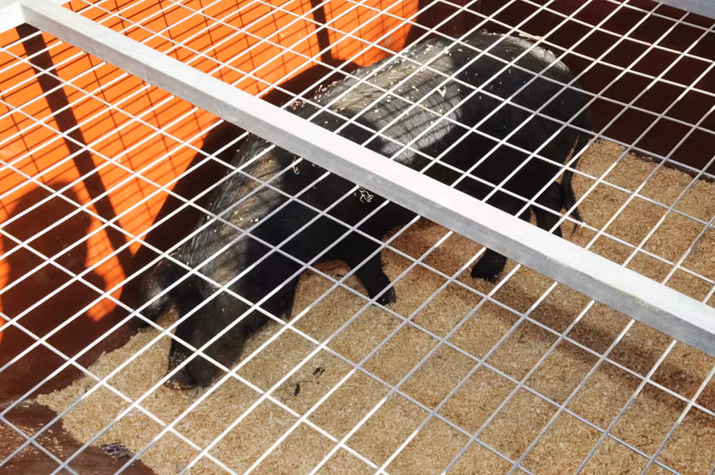 PACMA denuncia al Ayuntamiento de Ciutadella por rifar un cerdo vivo en Sant Antoni