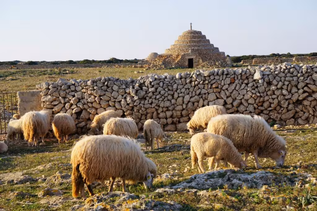 Aumentan los casos de lengua azul en Mallorca, mientras Menorca mantiene cuatro focos