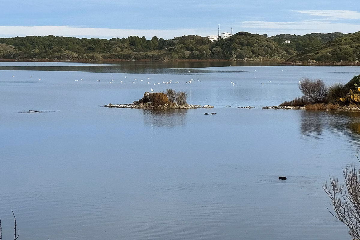 Charlas y actividades para celebrar los 30 años del Parque Natural de s'Albufera des Grau