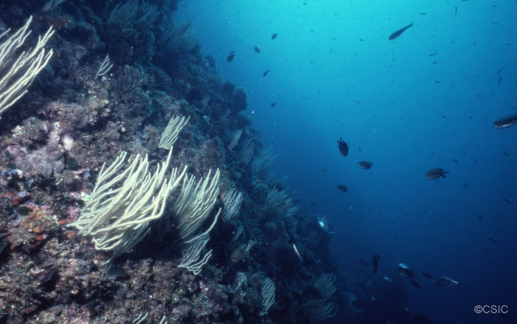 Descubren fondos de rodolitos, coralígeno y especies protegidas en aguas de Menorca
