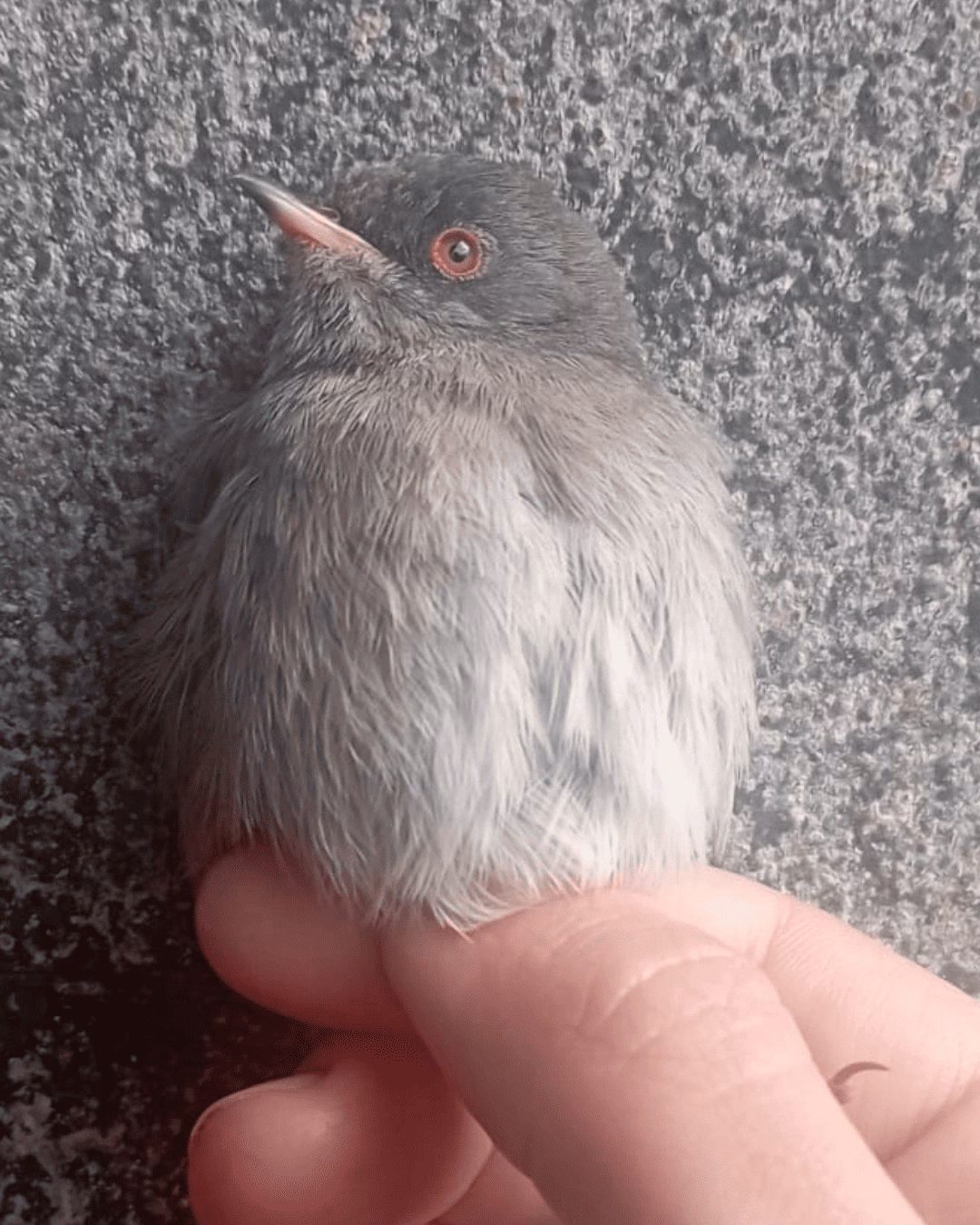 La campaña de anillamiento en la illa de l’Aire registra más de 600 aves en sus primeros días