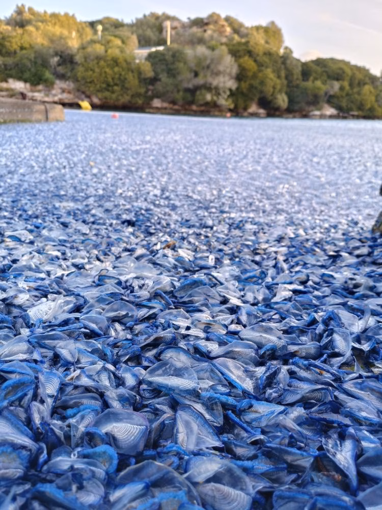 (Fotos) El azul de las velellas vuelve a invadir la costa de Cala Sant Esteve