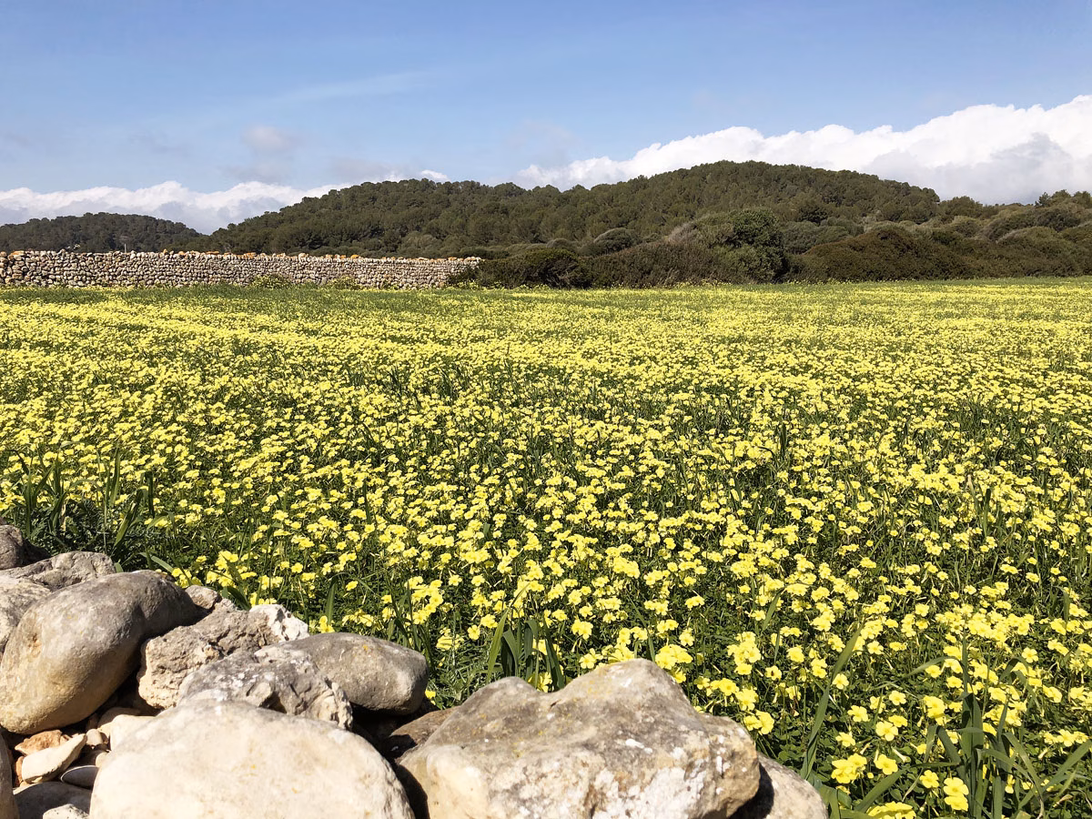 AEMET cree que la próxima primavera en Menorca tendrá temperaturas medias un poco más altas
