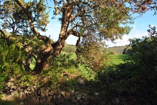 Solicitan más coordinación para la regularización de los núcleos rurales en Menorca