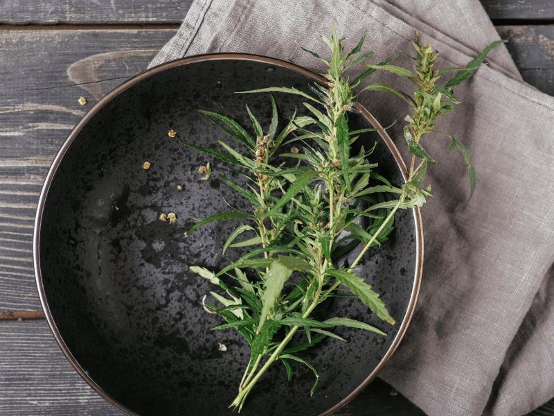 Semillas de cannabis, un recurso de provecho