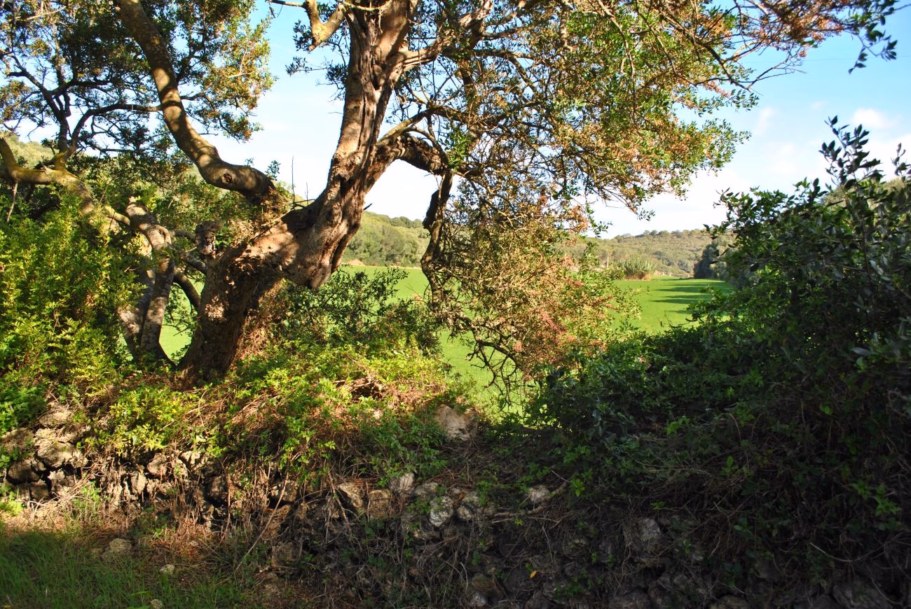 El poder curativo de la naturaleza