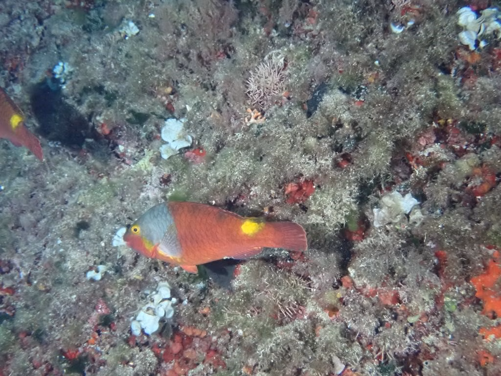 El mar balear alcanzó en 2024 una temperatura media de 20.2º C, el tercer año más cálido