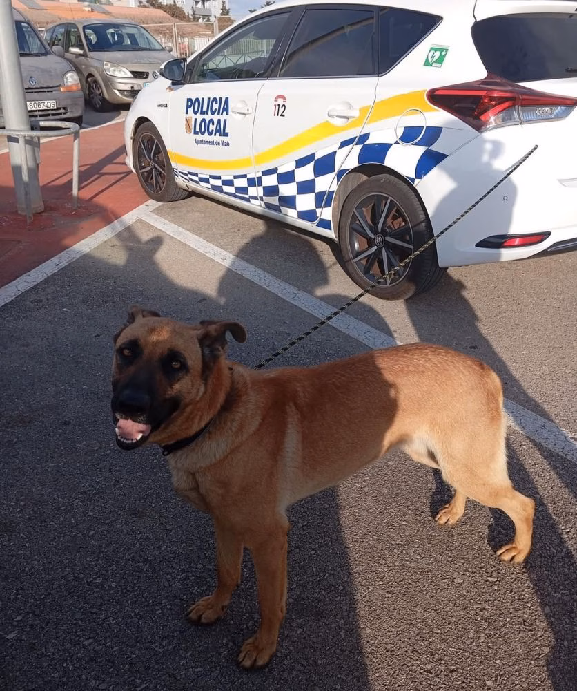 La policía encuentra a un perro perdido en Maó y lo devuelve a su dueño