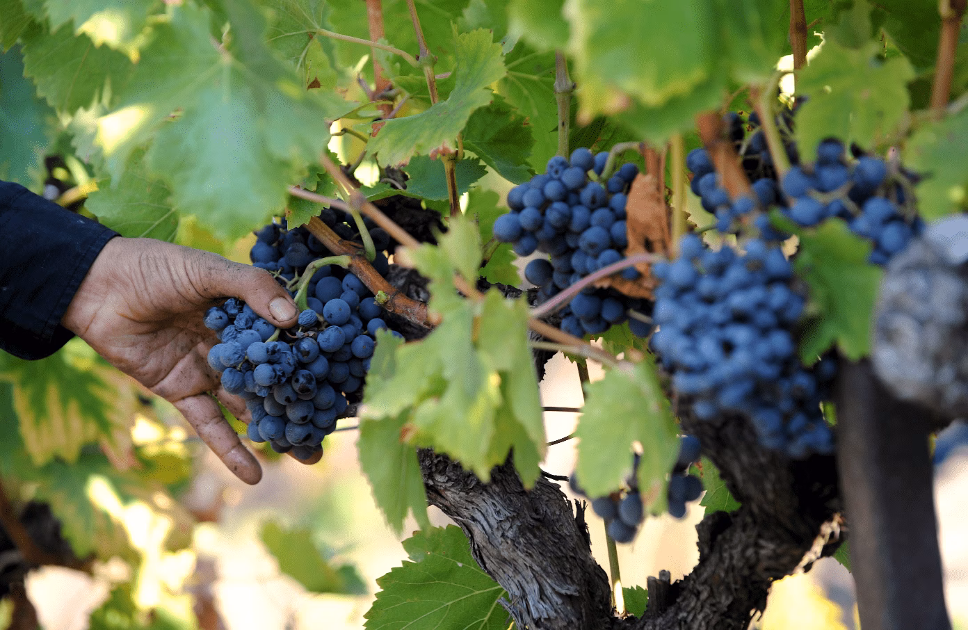 La producción de vino de Menorca se reduce en 20 toneladas, aunque crece la superficie de viña