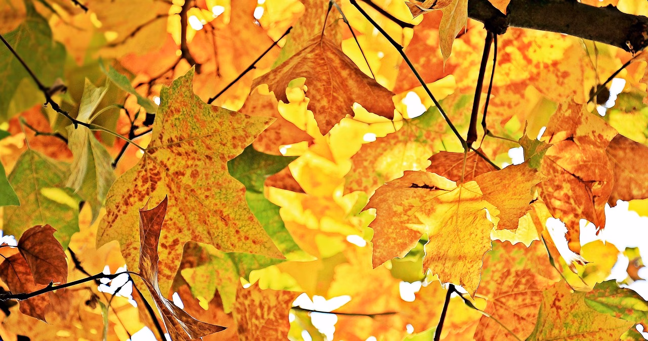 Otoño "tropical" en Menorca: un 36 % más de noches cálidas y un 26 % menos de lluvias