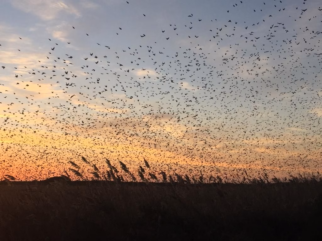 Un maestro, un amigo