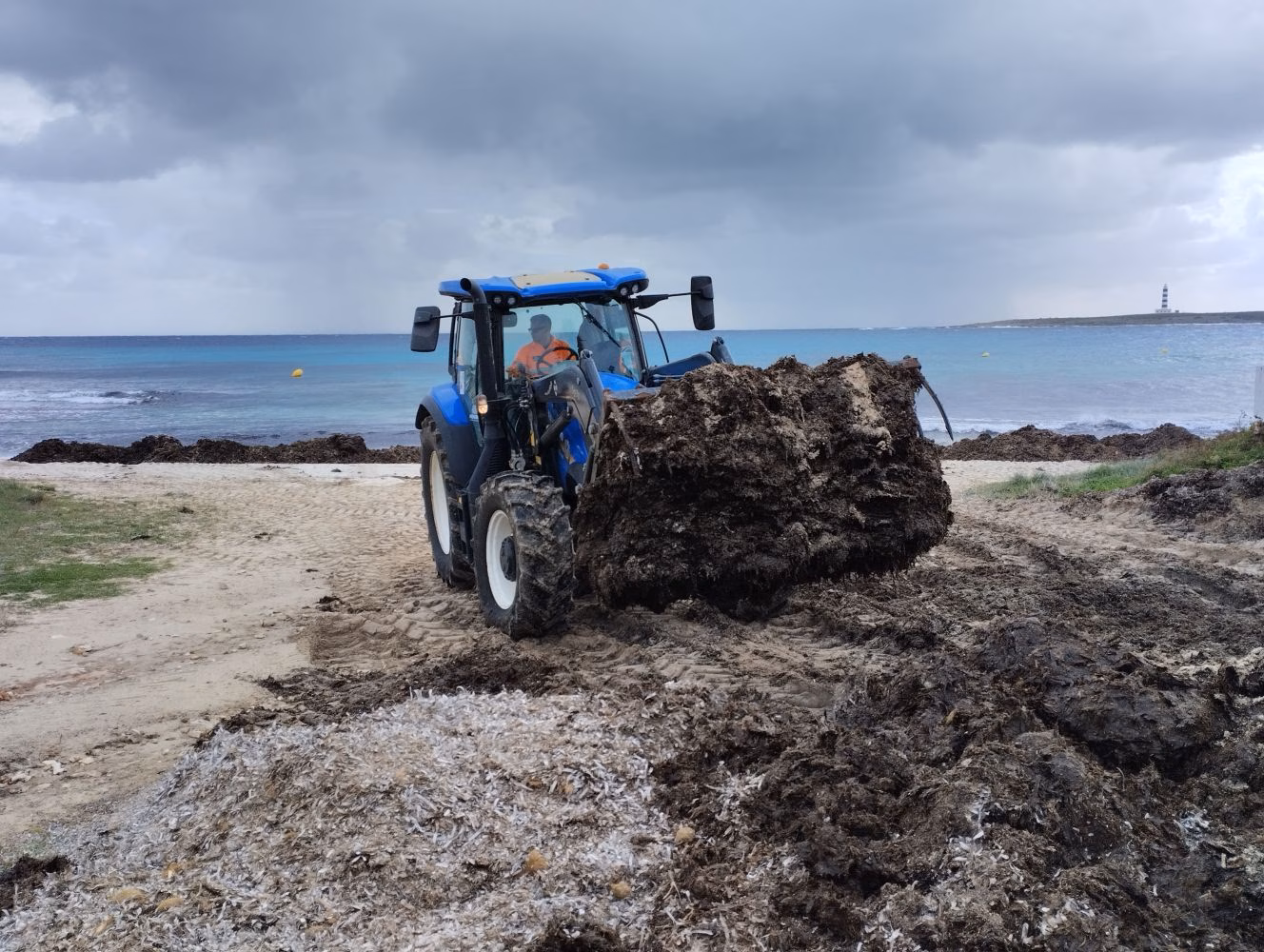 (Fotos) La posidonia regresa a las playas de Menorca