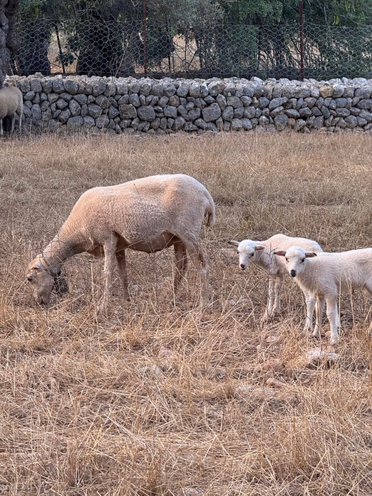 Aumentan los casos de lengua azul en Menorca: ya son 21 los focos confirmados