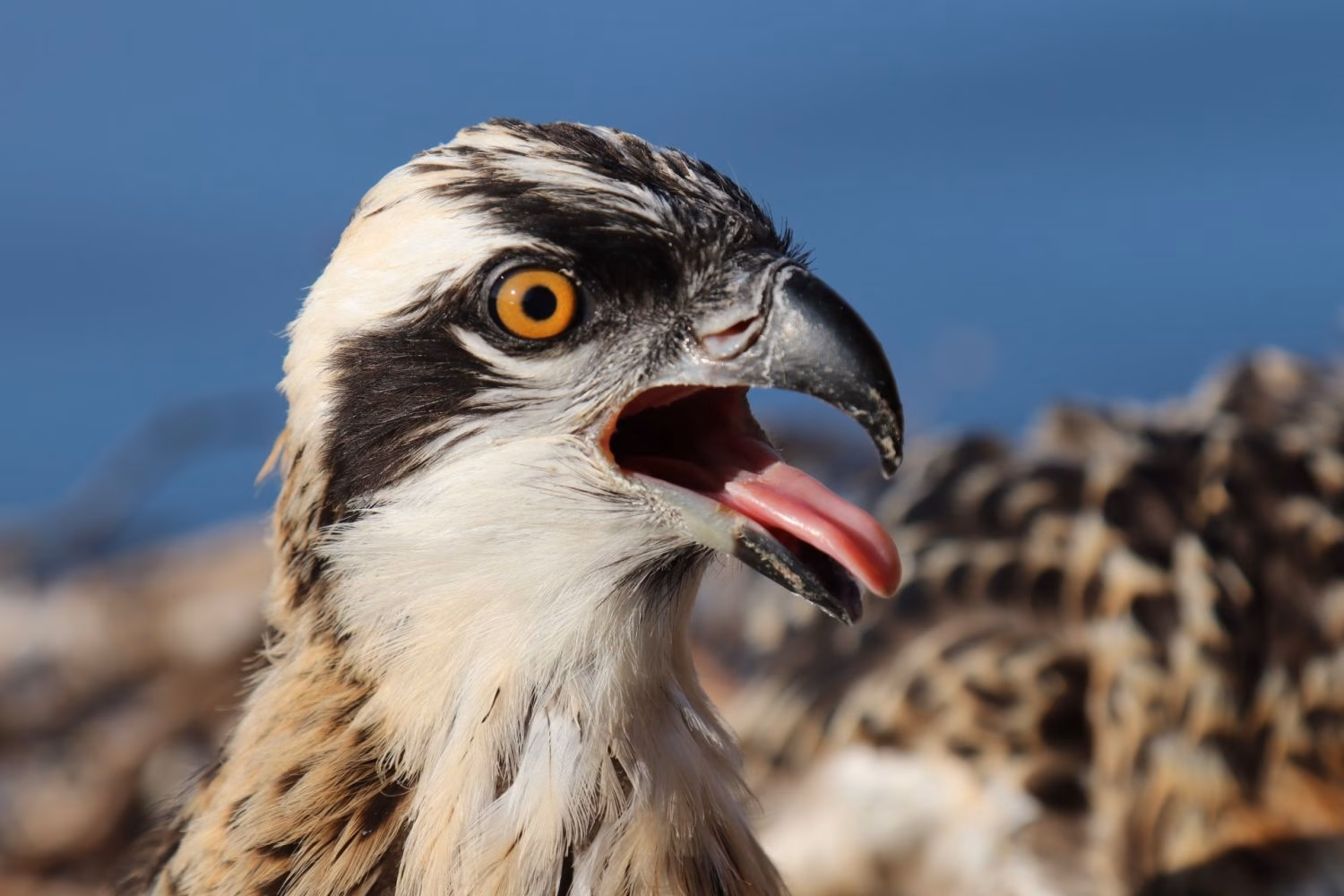 El águila pescadora logra un récord en Menorca: todas sus crías nacen y vuelan por primera vez