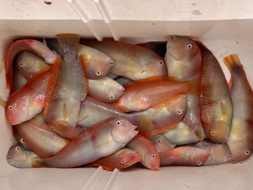 Un estudio confirma que la veda del raor da lugar a que los ejemplares sean mayores