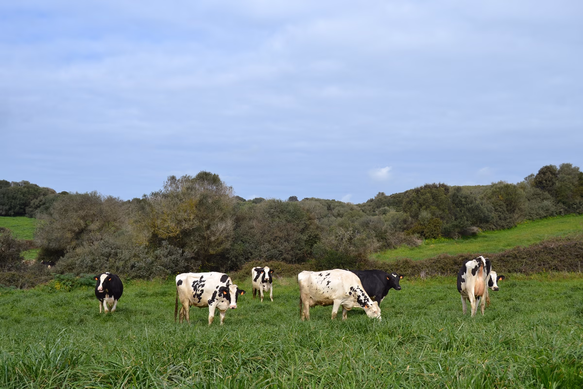 El Govern ya ha vacunado al 85 % del censo ganadero contra la lengua azul