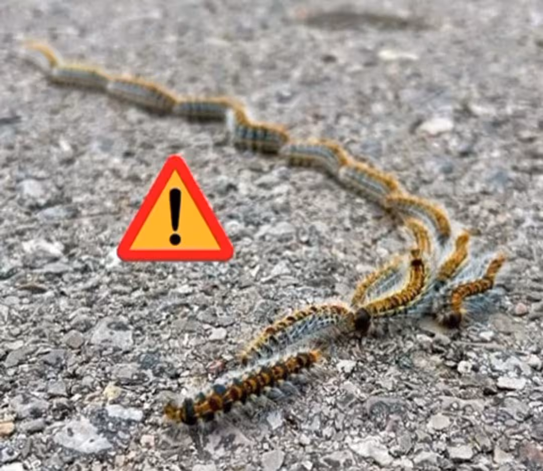 Detectan orugas procesionarias en Cala Blanca y otras zonas de Ciutadella