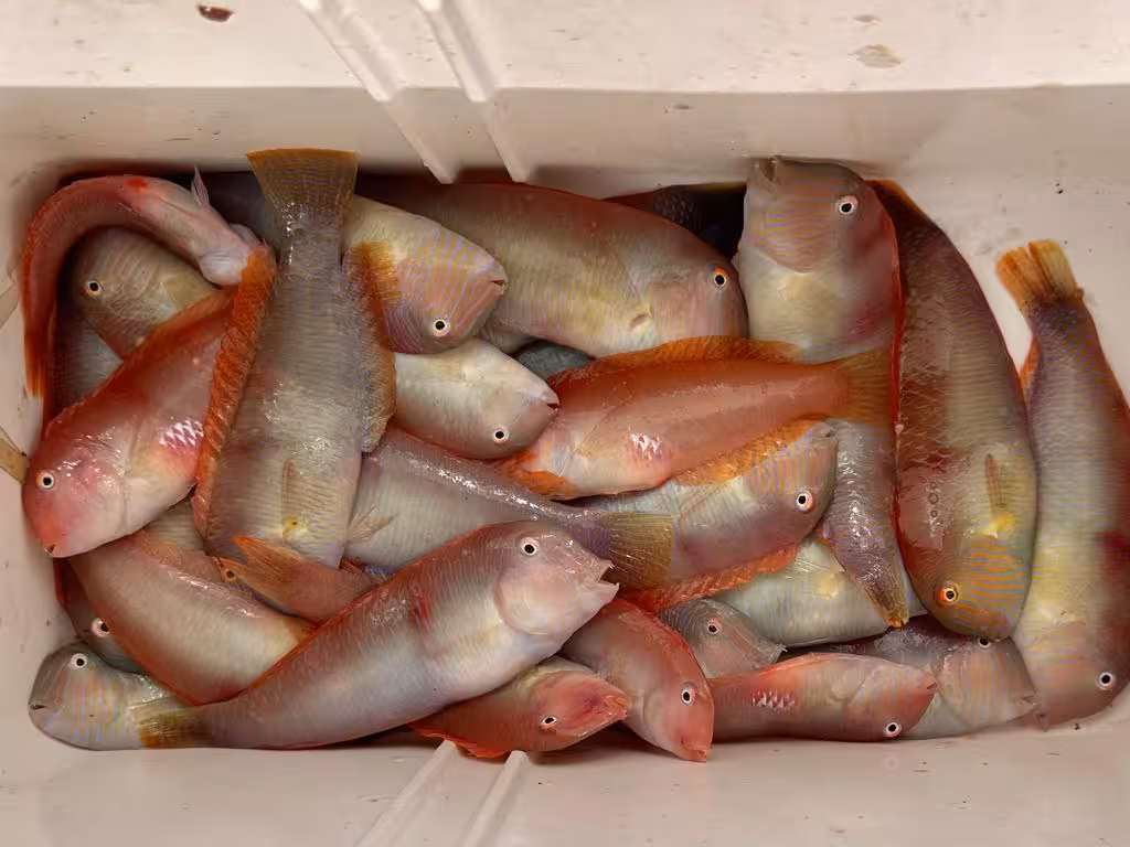 La veda para pescar ‘raors’ se levanta mañana, 1 de septiembre, y se alargará hasta el 31 de marzo