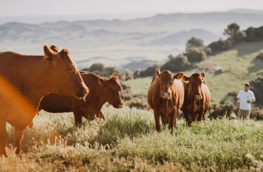 La V Ruta de la Hamburguesa Vermella Menorquina reunirá a 34 establecimientos