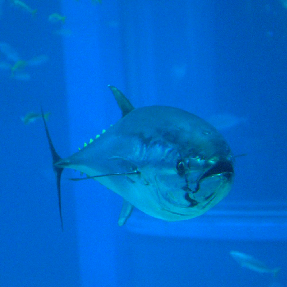 ¿Cómo llega el atún rojo a nuestra mesa?