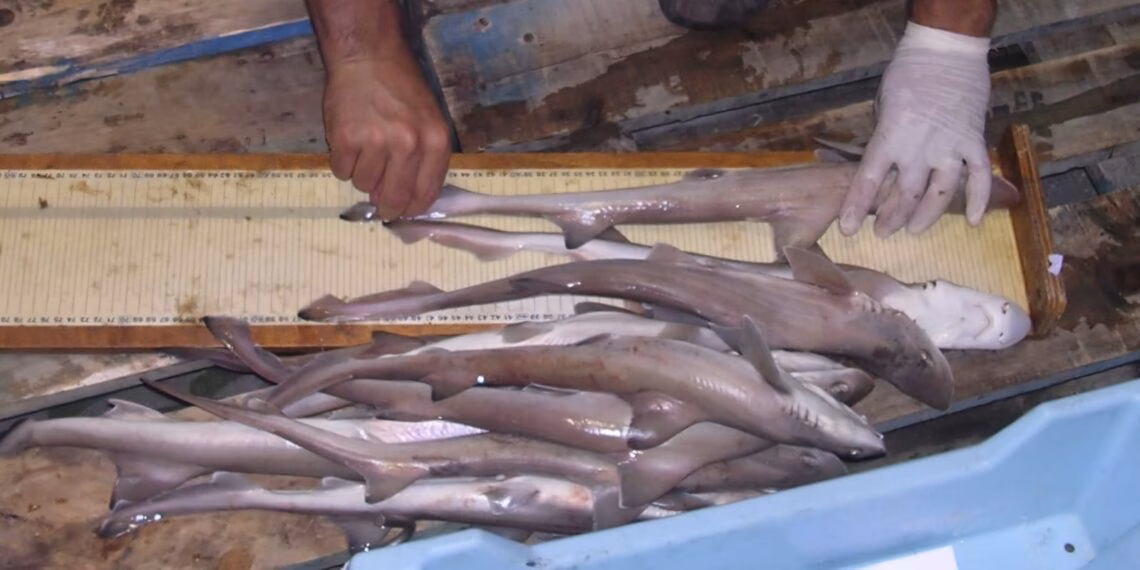 El Govern fija por primera vez una talla mínima para pescar musola